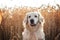 golden retriever dog walking at sunset magical light