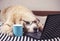 Golden retriever dog wearing eye glasses  lying down with computer laptop and blue cup of coffee