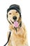 Golden retriever dog wearing winter hat