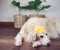 Golden retriever dog wearing yellow mask on her head lying down on wooden floor in white room with two house plant in basket