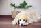 Golden retriever dog wearing yellow mask on her head lying down on wooden floor in white room with two house plant in basket