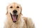 Golden Retriever dog on white background