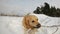 Golden retriever dog in winter