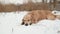 Golden retriever dog in winter