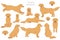 Golden retriever dogs in different poses and coat colors clipart