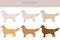 Golden retriever dogs in different poses and coat colors clipart