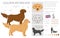 Golden retriever dogs in different poses and coat colors clipart