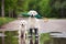 Golden retriever dogs in rain boots holding an umbrella