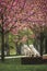 golden retriever dogs sitting on a bench in the park under blooming sakura trees