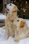 Golden Retriever Dogs in Snow