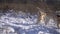 Golden retriever dogs on snowy field