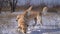 Golden retriever dogs on snowy field