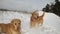 Golden retriever dogs in winter