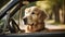 Golden Retriever Driving A Car