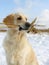 Golden Retriever with dry grass