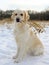 Golden Retriever with dry grass