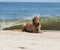 Golden Retriever eating stick on beach with wave in background