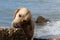Golden retriever enjoys nature and sea, and looks what lies on the stone