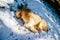 Golden retriever in the fir and larch forest in winter, lying do