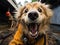 Golden retriever firefighter with water hose in mouth