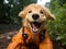 Golden retriever firefighter with water hose in mouth