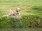 Golden Retriever GR dog diving into pond