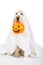 Golden Retriever Halloween