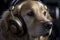 Golden retriever in headphones. Generative AI