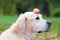 A golden retriever is holding an apple on his nose.