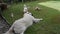 A golden retriever and a jack russell terrier play fight over a toy