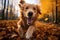 Golden retriever joyfully runs in the autumn park amid fallen leaves