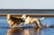 Golden retriever and labrador on the beach