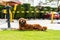 A golden retriever (labrador) on green grass and tied