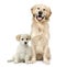 Golden Retriever and a Labrador puppy sitting