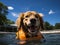 Golden retriever lifeguard at small pool