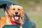 Golden Retriever Looking Out Of Car