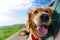 Golden Retriever Looking Out Of Car Window