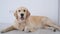 Golden retriever lying on light floor