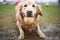 golden retriever with muddy paws and ball