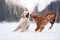 Golden Retriever and Nova Scotia Duck Tolling Retriever play in the snow,