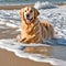 Golden Retriever In Ocean Wave