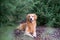 Golden Retriever outdoors in beautiful blue cypress