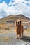 Golden Retriever in the plateau mountains