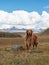 Golden Retriever in the plateau mountains