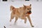 Golden Retriever Playing Football