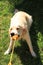 Golden retriever  playing with a rubber ball