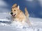 Golden Retriever playing in the snow,Bear Valley, California