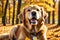 Golden Retriever Playing in Vibrant Leaves, Excitement Sparkling in Eyes, Sunbeams Filtering Through the Trees