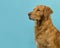 Golden retriever portrait seen from the side on a turquoise blue