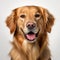 Golden Retriever Portrait: Smooth And Shiny In Mike Campau Style